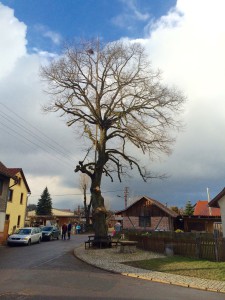 verschandelte Dorflinde in Wallrabs