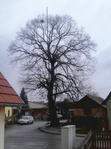 Dorflinde in Wallrabs vor dem Verschnitt